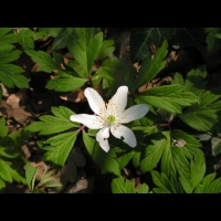 Fraise des bois (2)